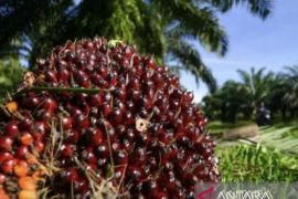 Usai dua pekan turun, Harga TBS kelapa sawit di Riau kembali naik