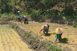 Undip kembangkan model sawah modern ramah lingkungan