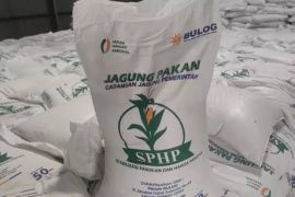 Kementan kawal SPHP jagung untuk peternak, tersalur 127 ribu ton