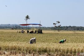 Stok beras di Gorontalo Utara cukup sampai akhir tahun