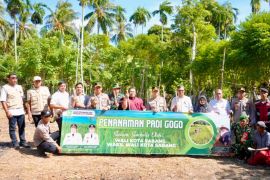 Pemko Sabang optimalkan lahan kosong untuk pengembangan padi Gogo
