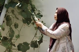 Upaya masyarakat Olele merajut nilai ekonomi ijuk