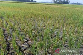 Dampak kemarau panjang, 200 hektare padi di Tanah Bumbu terancam gagal panen