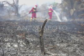 Pemadaman karhutla di lahan gambut Jambi