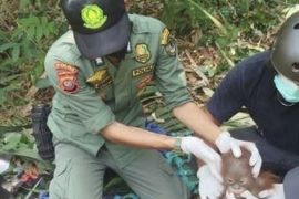 Indonesia relocates 3 endangered orangutans amid severe dry season
