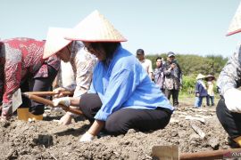 Pemkab Bantul tanam tebu di lahan 2,5 hektare untuk mendukung swasembada gula