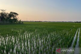 Pemkab Indramayu tegaskan program PM-AAS dongkrak produktivitas padi