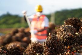 Transformasi ekonomi hijau Kaltim diperkuat lewat kebun bebas api