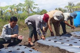 BBRMP Maluku dampingi petani kembangkan komoditas bawang merah