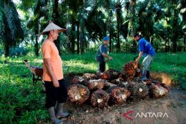 PTPN IV Regional III pastikan realisasi kemitraan di Kampar capai 58 persen