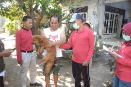 Distan Mataram vaksinasi 87 ekor anjing untuk cegah rabies