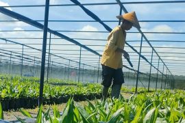 Industri kelapa sawit komitmen perkuat lindungi perempuan pekerja