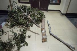 Polsek Pinggir ungkap dugaan perambahan hutan di Areal Konsesi PT Arara Abadi, dua warga diamankan