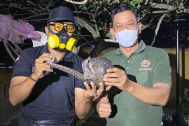 BKSDA evakuasi trenggiling dari areal bekas karhutla di Sampit