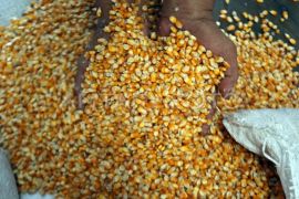 Bulog Sumut salurkan 930 ton jagung SPHP ke peternak jaga stabilitas