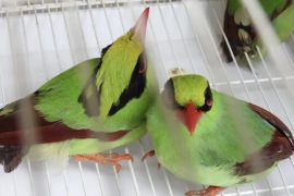 WALHI meminta perburuan ilegal Burung Ekek Keling Sunda ditindak tegas