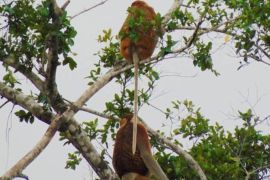 Karhutla ancam populasi bekantan di pesisir Sungai Rutas