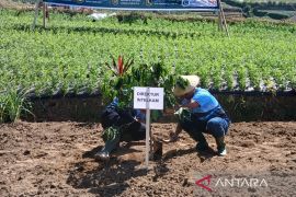 Polda Jateng tanam 1.000 pohon kopi di lereng Sumbing