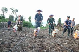 Aceh Selatan kembangkan padi gogo tingkatkan produktivitas lahan