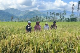 Sawah terdampak bencana di Padang Pariaman pulih dan segera panen