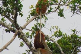 Kalsel kemarin dari Festival Haruan Kuripan hingga populasi bekantan