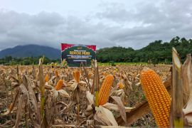 Bulog Kalimantan Barat percepat penyerapan jagung pipilan untuk capai target