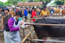 Pemkab Blora periksa kebuntingan 1.402 sapi