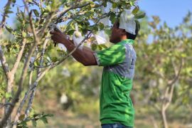 Lembaga Pemasyarakatan Palu libatkan warga binaan budidaya tanaman hortikultura