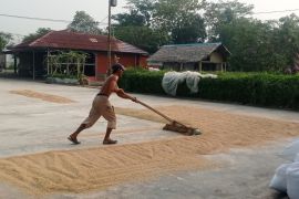 Produksi gabah di Lebak Januari-Juli 2026 capai 536.048 ton