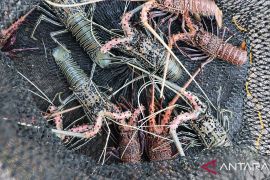 Pasokan lobster menurun, pengepul cari pasokan dari luar