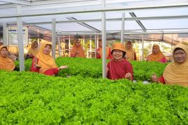 Dosen UMS dampingi KWT Kopen SAE kembangkan sayur hidroponik