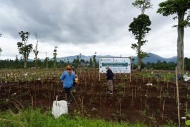 Pemprov Jabar: 22 hektare kebun teh di Ciater-Pangalengan telah direvitalisasi