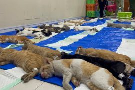 Sudin KPKP Jakbar lakukan sterilisasi gratis 200 kucing jantan lokal di Tamansari