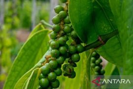 DKPP Belitung dampingi petani lada lakukan manajemen air