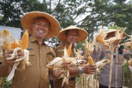 Pemkot Tangerang optimalkan lahan perkotaan untuk perkuat produksi pangan
