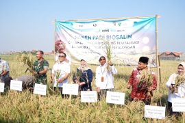 Panen padi biosalin, lahan eks rob di Pekalongan jadi produktif