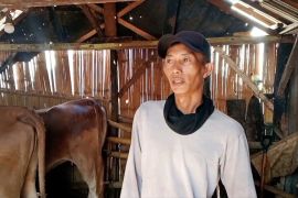 Program "Mat Peci" ubah buruh tani jadi peternak sapi sukses