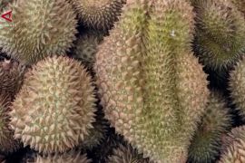 Dari Parigi Moutong, durian Sulteng tembus China