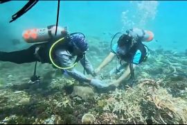 Bandara Sentani tanam 1.000 bibit terumbu karang di Pantai Amai