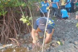 Cegah abrasi, Pemkot Surabaya pertebal lapisan mangrove pantai utara
