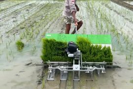 Optimalisasi lahan tingkatkan pola tanam sawah di Kaltim