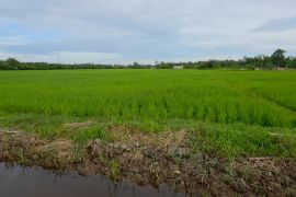 Perbaikan sawah terdampak bencana di Aceh Barat capai 75 persen