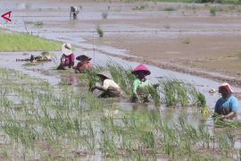 Pemulihan sawah terdampak bencana di Aceh capai 53 persen