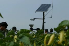Light trap tenaga surya, teknologi ramah lingkungan untuk atasi hama