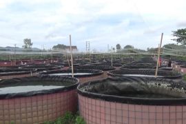 KKP manfaatkan TKD untuk budi daya ikan tematik di DIY