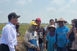 Mentan dorong produksi padi 3 kali dalam setahun di Karawang