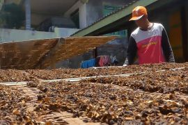 Harga tembakau grade E Temanggung tembus Rp350 ribu per kilogram