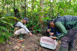 BKSDA Sumbar lepasliar satwa langka usai diselamatkan warga Agam (Video)