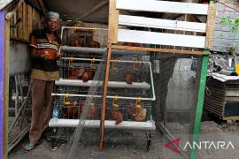 PT Bukit Asam berdayakan warga Merapi Timur lewat budidaya ayam petelur