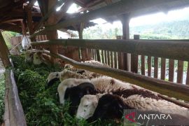 Kelompok Tani Cipicung kembangkan pertanian-peternakan terintegrasi